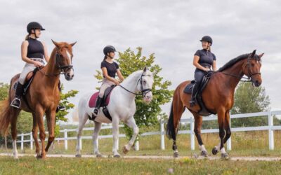 Hästköp utan tvist – hästjuristens bästa råd för ett tryggt köp